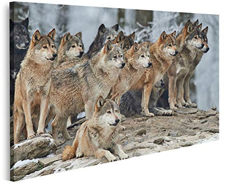 Bild auf Leinwand Rudel Wölfe im Schnee Wolf Bilder Wandbild Poster Leinwandbild