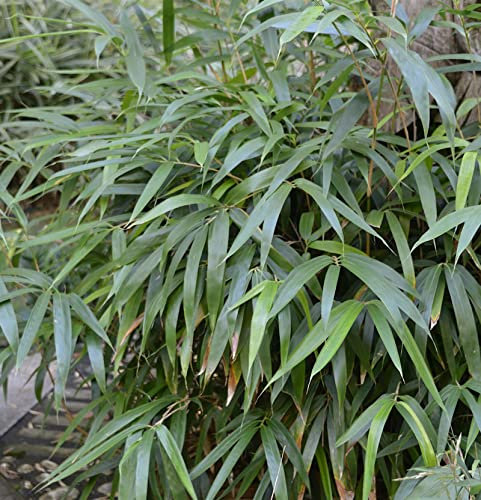 Zwerg Bambus 30-40cm - Sasa pumila