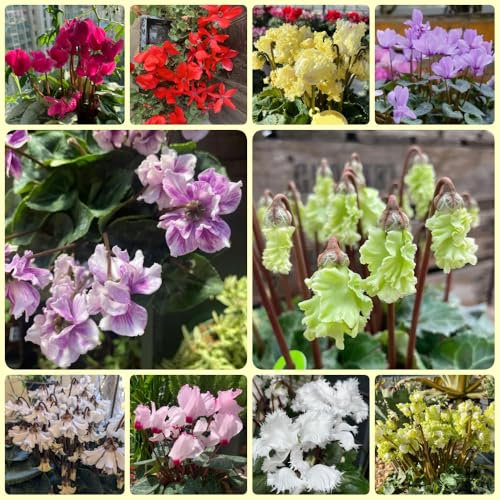 Semi di piante resistenti al ciclamino, semi di piante piante d'appartamento, Ciclamino persicum, Le piante da giardino sono resistenti piante per luoghi soleggiati piante invernali 300pcs