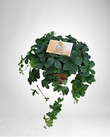 Pianta Parthenocissus Striata-Vite del Canada