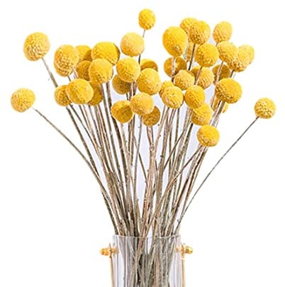 EUKKIC 40 StüCk Getrocknete Craspedia Blumen Getrocknete BäLle Blumen, Getrockneter Blumenstrauß für Arrangements Hochzeit Hause