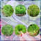fenchel saatgut bio - schnittblumen samen fenchelsamen pflanzen winterhart draußen bio kräutersamen winterharte pflanzen kräuterbeet indoor bio samen heilkräuter winterharte pflanzen 500pcs