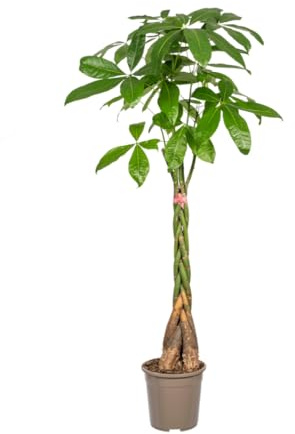 Glückskastanie Pachira aquatica mit geflochtenem Stamm ca. 120-140cm hoch