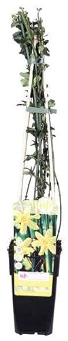 Winter-Jasmin – Jasminum nudiflorum – Ø15cm – ca. 65cm hoch – Winterblühende Kletterpflanze mit gelben Blüten – Winterhart & pflegeleicht für Garten, Terrasse & Balkon