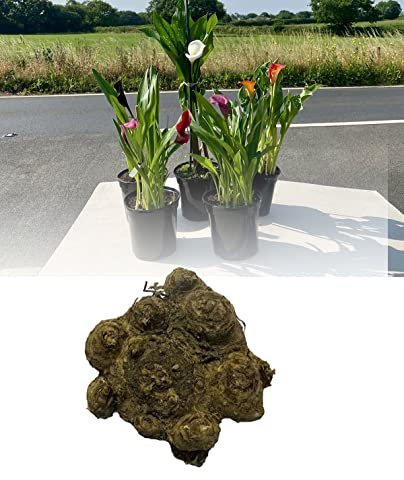 10 Zantedeschia Mixed Calla (Arum) Lily Bulbs/Rhizomes Size 22/- Large Bulbs, Mixed Colours Summer Flowering Perennial : - by GARTHWAITE NURSERIES® : - UK Stockist