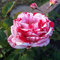 100 Stück Rosensamen, Blumensamen für Garten und Balkon, Rosen Pflanzen Samen, Garten Blumen, Ideale Garten Pflanzen, Balkon Pflanzen (Rot & Weiß)