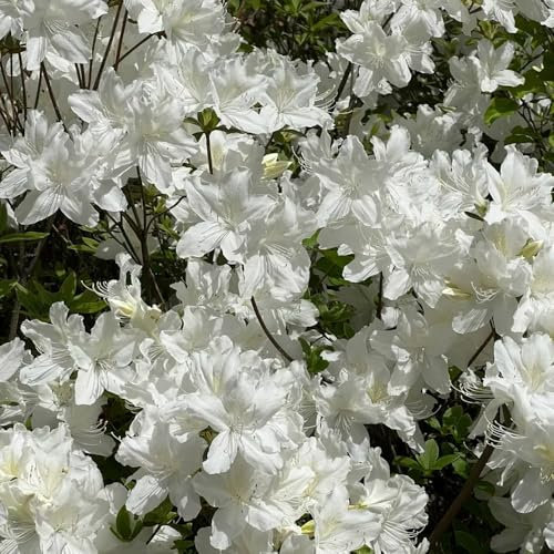rhododendron pflanze samen, azalee samen - pflanzen steinpflanzen winterhart (Rhododendron) gewächshaus balkon exotische 10pcs