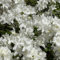 rhododendron pflanze samen, azalee samen - pflanzen steinpflanzen winterhart (Rhododendron) gewächshaus balkon exotische 10pcs