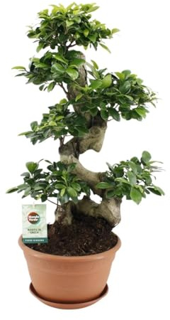 Ficus Microcarpa Ginseng