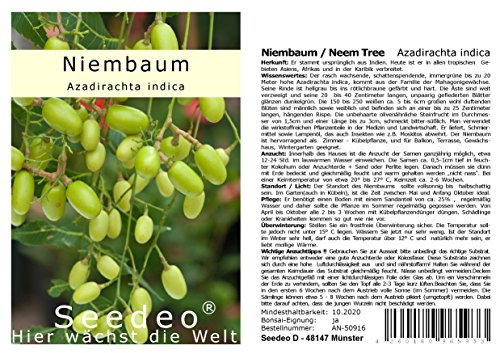 Seedeo® Niembaum/Neem Tree (Azadirachta indica) 20 Samen