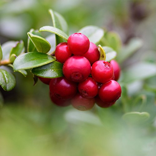 Potted Fruit Bush Lingonberry, Easy to Grow Garden Plant Producing Heavy Crops of Tangy Red Berries in Autumn, 1 x Lingonberry Ida Plant in a 9cm Pot by Thompson & Morgan