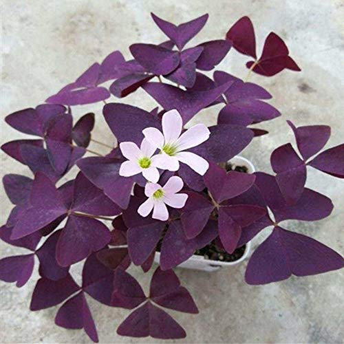Oxalis Triangularis Blumenzwiebeln mit violettem Kleeblatt-Pflanzen, 25 Stück