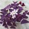 Oxalis Triangularis Blumenzwiebeln mit violettem Kleeblatt-Pflanzen, 25 Stück