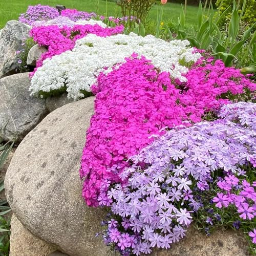 Teppichphlox Samen - blumensamen & -pflanzen Phlox subulata - bodendecker samen exotische samen blumensamen mehrjährig winterhart steingartenpflanzen winterhart phlox bodendecker samen 800pcs