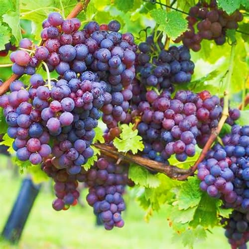 Seltene Tafel-Trauben Winterharte mehrjährige Weinreben Weinreben winterhart Einfach zu Pflegen-2zwiebeln-e