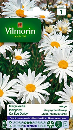 Vilmorin 5217241 Chrysanthème grande marguerite Blanc 9 x 0,5 x 16 cm