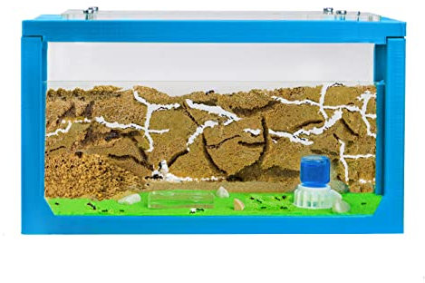 AntHouse - Formicaio Naturale di Sabbia 3D| Kit Inizio Azzurro 20x10x10 cm | Formiche Incluse con Regina