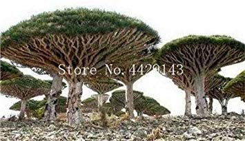 10 Stück Dracaena-Baum Bonsai, Drachenblut Baum (Dracaena Draco) Auffällige, Rare Riesen-Blüten Bonsai-Garten-Anlagen einfach wachsen: 1