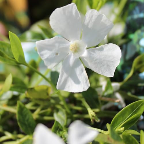 24 x Jungfernkraut Immergün 'Gertrude Jekyll' - Vinca minor 'Gertrude Jekyll' Topf 9x9cm, für 3m² : Ein winterhartes Immergrün mit bezaubernden weißen Blüten.