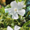 24 x Jungfernkraut Immergün 'Gertrude Jekyll' - Vinca minor 'Gertrude Jekyll' Topf 9x9cm, für 3m² : Ein winterhartes Immergrün mit bezaubernden weißen Blüten.