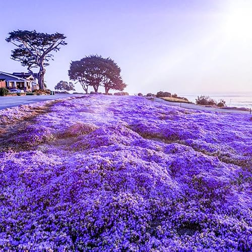 20,000 Lily Seeds Perennial Horticulture Decorative Plants Carpet Cover Non-GMO Easy to Survive Care Free