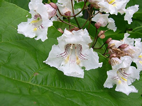 Northern Catalpa Baum Samen (Catalpa speciosa), 50 Samen