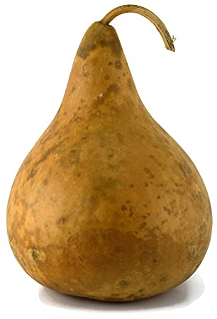 Purple Martin Birdhouse Gourd, 9-10 Diameter Clean and Craft Ready