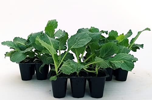POWERS TO FLOWERS - CAVOLO NERO TOSCANO BIO, 12 PIANTE, Piante vere