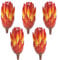 Protea Trockenblumen orange rot gebleicht - 5er Set echte afrikanische Zuckerbüsche als getrocknete Naturdeko - Trockenpflanzen mit bunten Blüten als Boho Tisch-Deko zum Basteln