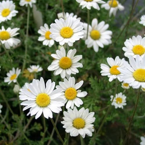 12 unità Anthemis Carpatica 'Karpatenschnee' - Camomilla Vaso 9x9cm ±1 m² - Fiori Bianchi, Perfetta per Bordure e Giardini