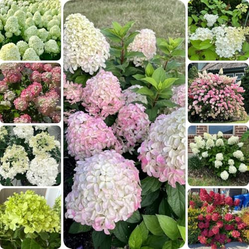 200 piezas Semillas de Hortensia Panícula - Hortensia Paniculata, flores plantas de balcón resistente perenne Hortensias de panícula planta resistente al invierno, flores del jardín
