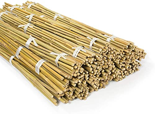 Abaseen Bamboo Plant Support Garden Canes Strong Heavy Duty Bamboo Garden Stakes Natural Bamboo canes for Plants, Vegetables, Tomatoes Bamboo Sticks Poles (10, 2ft, 6-8mm)
