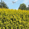 Gardline - Lebensbaum Thuja Yellow Ribbon 180-200 cm. 3-150 Pflanzen. Thuja Koniferenhecke - 26 St. (ca. 13 Meter)