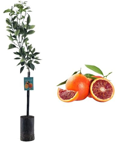 Pianta di Arancio Sanguinello - Citrus sinensis - H100cm inclusa Fitocella