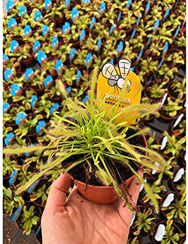 Pianta Carnivora Drosera Capensis - Dimensione Vaso Vaso 8.5cm
