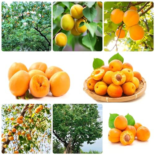 300 pcs aprikosen samen - nachhaltige geschenke für frauen Aprikosenbaum aprikosen, gewächshaus balkon zimmerpflanzen exotische früchte dekopflanzen danke geschenk bäume garten winterhart