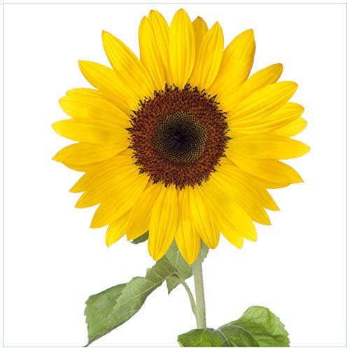 Wallario Glasbild Sonnenblume - 55 x 55 cm Wandbilder Glas in Premium-Qualität: Brillante Farben, freischwebende Optik
