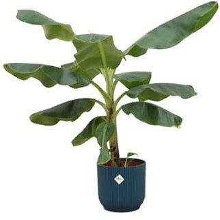 Offerta combinata – Pianta di banana (Musa) tra cui elho Vibes Fold Round blu Ø 22-100 cm