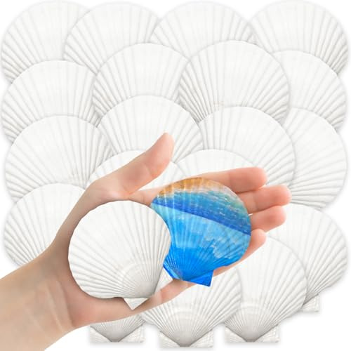 YUJUN 32PCS 2''-3'' White Natural Scallop Shells Summer Home Decoration