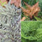 YouGarden Colourful Hardy Fern Collection, Set of Three Established Plants in 9cm Pots, Ready to Plant