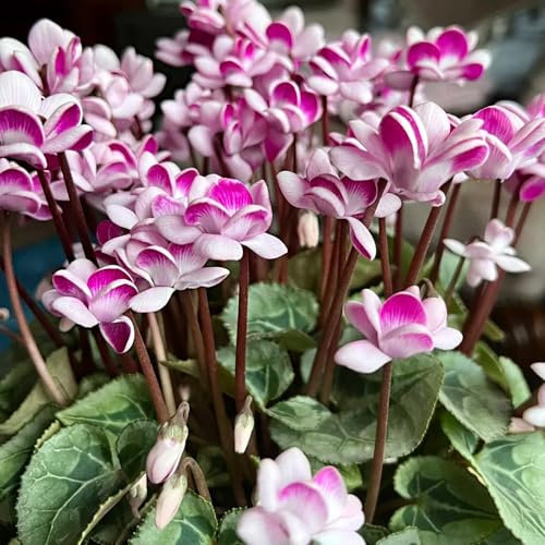 100 pz Semi di ciclamino - Decorazione del soggiorno con piante da balcone Ciclamino persico - semi di fiori come per gli ospiti fiori da giardino piccoli regali decorazione
