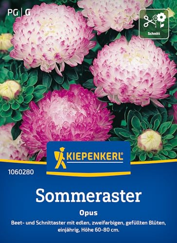 Kiepenkerl Sommerastersamen Opus 1060280, Blumensaat | Zweifarbigen, gefüllten Blüten, Blumenmischung, Wuchshöhe 60-80 cm, als Schnittblume, für Beet & Schnittblumen