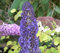 Buddleja davidii Adonis Blue - Schmetterlingsflieder - 60-80 cm