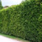 50 Thuja Brabant 60-80 cm frisch vom Feld Gartenhecke Heckenpflanzen Immergrüner Lebensbaum Wurzelware