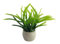 Melody Jane Dolls House Green Plant in White Pot Miniature Garden or Home Accessory 1:12