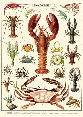 Cavallini & Co - Vintage Poster/Schulplakat - Hummer