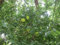 Seeds SEMI OSAGE Orange Tree * HEDGE-APPLE * HORSE-APPLE