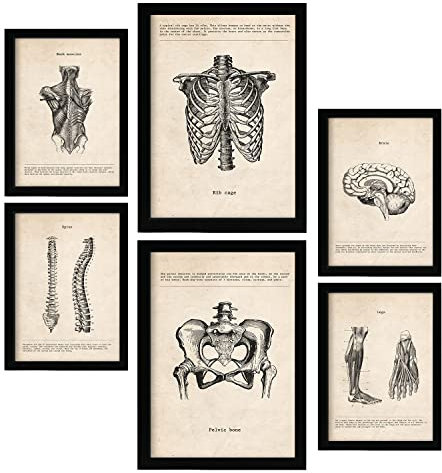 Nacnic Von Kopf bis Fuß Postern. Medizinische Illustrationen im Vintage Stil von Anatomie, Körperteilen, Knochen und Muskeln. Innenarchitektur und Dekoration. A4 & A3 Schwarze Rahmen.