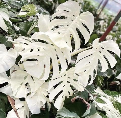 100 White Monstera Plant Seeds