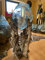 Original Little Big Horn Gigante Design Vase Wurzelholz Glasvase Unikat Glasvase Gigante Root Glass vase